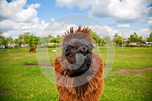 Portrait of the brown alpaca on a field