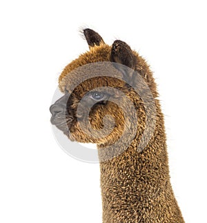 Portrait of a brown alpaca - Lama pacos, isoltaed on white