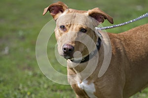 Portrait of brown American Staffordshire bull terrier.