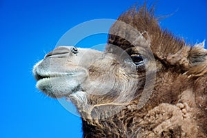 Portrait of brown bactrian camel