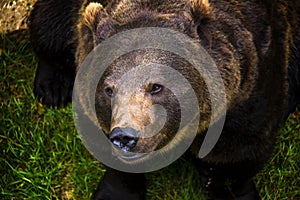 Portrait of brown bear.