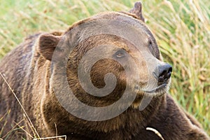 Portrait of a Brown bear