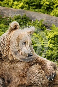 Portrait of brown bear