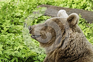 Portrait of brown bear