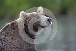 Portrait of a brown bear closeup