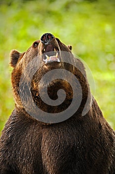 Portrait of brown bear. Dangerous animal with open muzzle. Face portrait of brown bear. Bear with open muzzle with big tooth. Brow