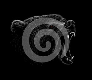 Portrait of a brown bear head on a black background. Grin of a bear