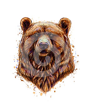 Portrait of a brown bear head from a splash of watercolor