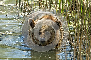 Portrait of a Brown bear in the lake