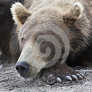 Retrato marrón un oso acostada sobre el costa de 