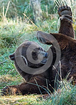 Portrait of a Brown bear in the meadow