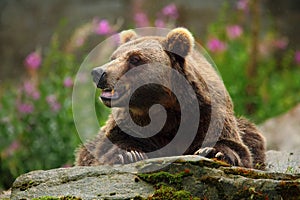 Portrait of brown bear, sitting on the grey stone, pink flowers at the background, animal in the nature habitat, Finland