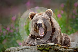 Portrét medvěda hnědého, sedícího na šedém kameni, růžové květy na pozadí. Nebezpečné zvíře v přírodním prostředí, Švédsko. Wi