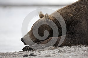 Portrait of a brown bear sleeping on the shore of lake