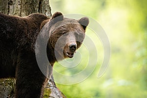 Portrait of brown bear standing in forest from close up in summer.