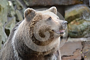 Retrato marrón un oso sobre el jardín zoológico 