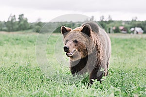 Portrait of a brown bear walking in the field in the grass.