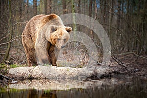 Portrait of brown bear in wild nature