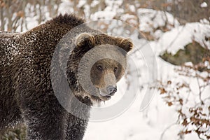 Portrait of brown bear in winter