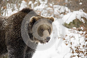 Portrait of brown bear in winter