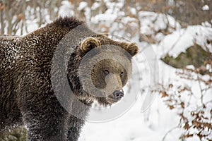 Portrait of brown bear in winter