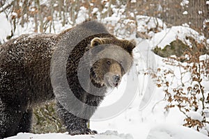 Portrait of brown bear in winter