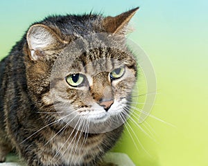 Portrait of a brown black and white tabby cat with green eyes