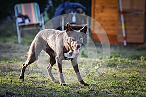 Portrait of brown border collie in agility park