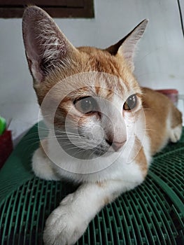 Portrait of a Brown cat on relaxs
