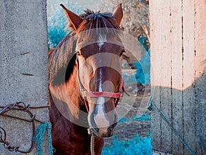 Portrait of brown chestnut horse