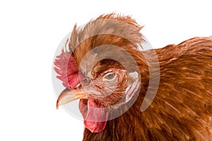 Portrait of a brown chicken isolated on white background