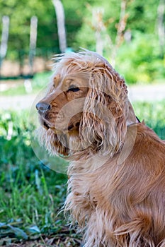 Portrait, brown cocker spaniel dog looking left