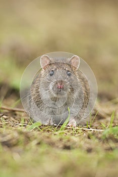 Portrait of a Brown Common Rat (rattus norvegicus)