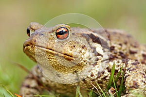 Portrait of brown common toad