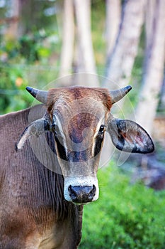 Portrait of brown cow
