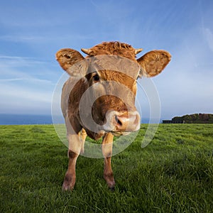 Portrait of brown cow