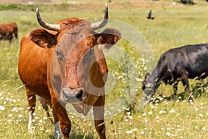 Portrait of a brown cow bull with horns on a green meadow with white flowers. The head looks straight, the dark eyes