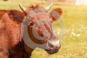 Portrait of a brown cow bull with horns on a green meadow with white flowers. The muzzle is turned to the left, the dark