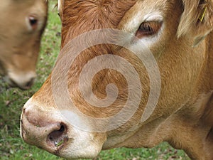 Portrait of a brown cow close up