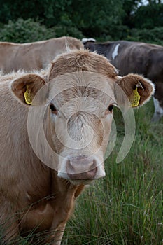 Portrait of a brown cow close up in the meadow