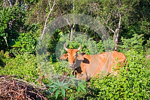 Portrait of a brown cow that eats green tree branches