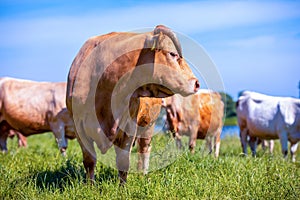 Portrait of a brown cow on a meadow