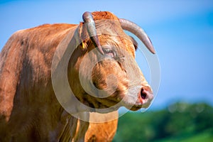 Portrait of a brown cow on a meadow