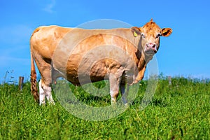 Portrait of a brown cow on a meadow