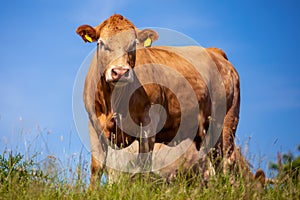 Portrait of a brown cow on a meadow