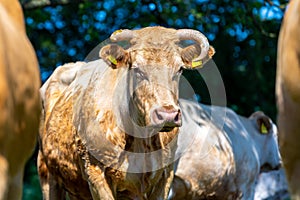 Portrait of a brown cow on a meadow