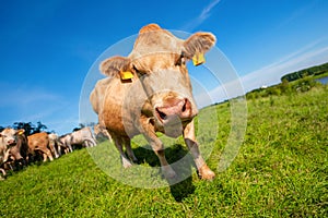 Portrait of a brown cow on a meadow