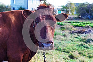Portrait of a brown cow in the pasture. The concept of livestock and business in the countryside