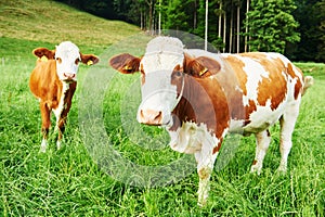 Portrait of brown cow