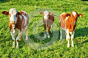 Portrait of brown cow